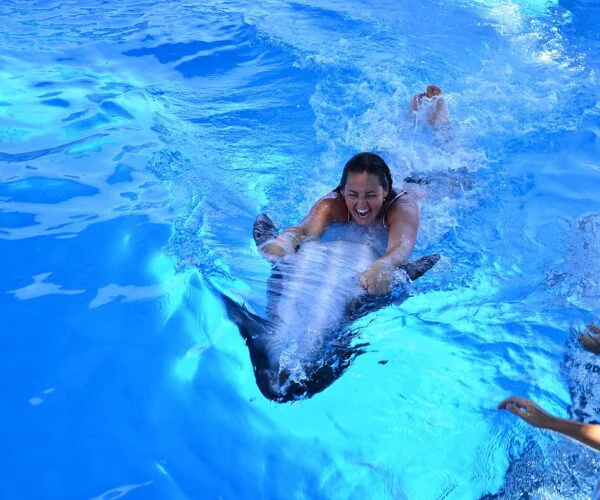Dolphin World – Live Show & Swimming Experience