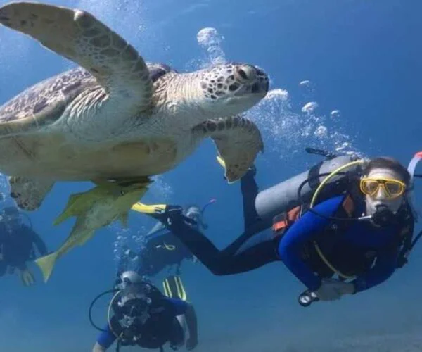 Diving trip