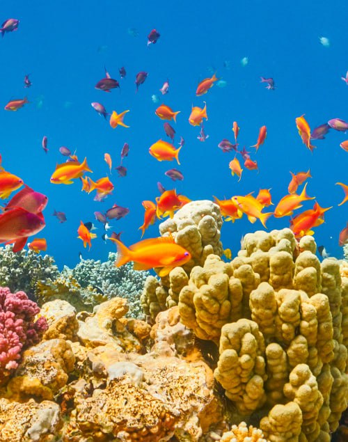 Diving & Water Activities