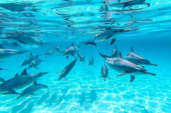 Dolphin House – Snorkeling & Natural Encounter
