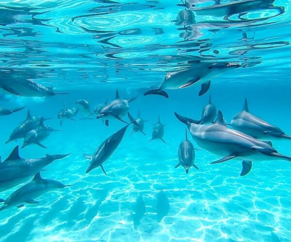 Dolphin House – Snorkeling & Natural Encounter