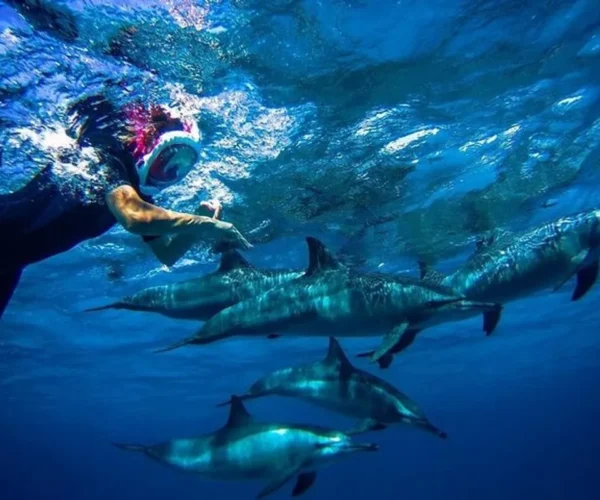 Sataya Lagoon – Snorkeling with Wild Dolphins